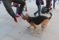 Soccer Player Verses Dog