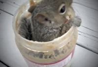 Squirrel Heaven