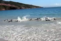 Saving Stranded Dolphins