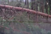 Trees Falling on the Road