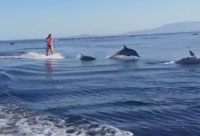 Wake Boarding with Dolphins