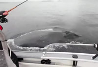 Whale of a Catch