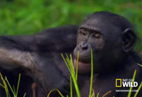 Wild Wives Bonobo Love