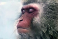 Wonderful World - Attenborough