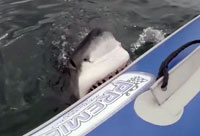 Shark Chews on Inflatable