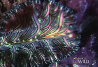 World's Weirdest - Flatworm Mating