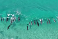 Dolphin Cove