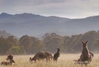 Nature Documentaries Faked?