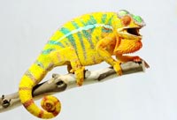 Chameleons Are Amazing