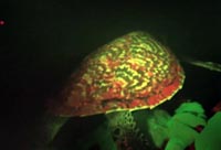 Biofluorescent Turtle