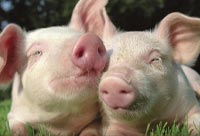 Why PETA Is A Giant Nest Of Lies