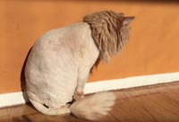 A Failed Experiment in Cat Shaving