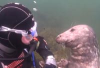 Dogs of the Sea
