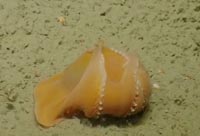 Shy Dumbo Octopus