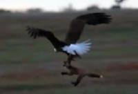Eagle Steals Rabbit from a Fox