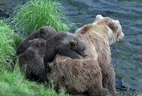 Feeding the Cubs