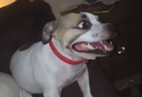 Funny Sneezing Dog