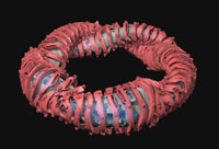 The Stellarator
