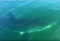 Great White Shark Circles Boat