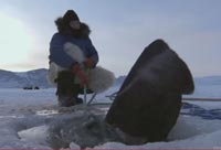 Hunting a Shark From the Deep