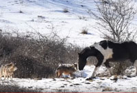 Horse and Wolves