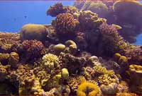 How dead is the Great Barrier Reef?