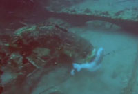 Huge Fish Keep Stealing Fisherman's Catch