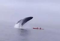 Whale Breaches on  Kayakers
