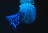 Why Jellyfish Float Like a Butterfly - And Sting Like a Bee