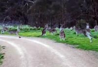 Kangaroo Horde