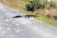 Debris on the Path