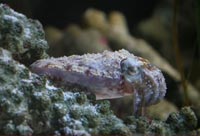 Masters of Underwater Camouflage