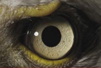 How Animals and People See the World Differently