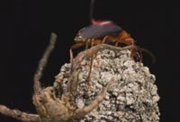 The Bombardier Beetle And Its Crazy Chemical Cannon