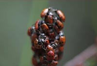 The Ladybug Love-In