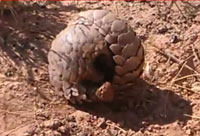 Pangolin Rolling Into a Ball