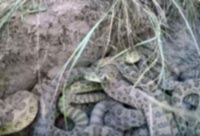 Camera falls into pit of Rattlesnakes
