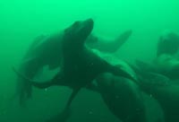 Sea Lions and Belly Rubs