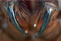 The spider that could cure cancer