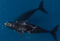 Paddle Boarding with Whales 