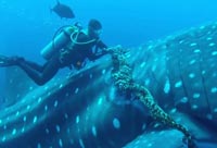 A Whale Shark Cooperates with the Diver Saving Him